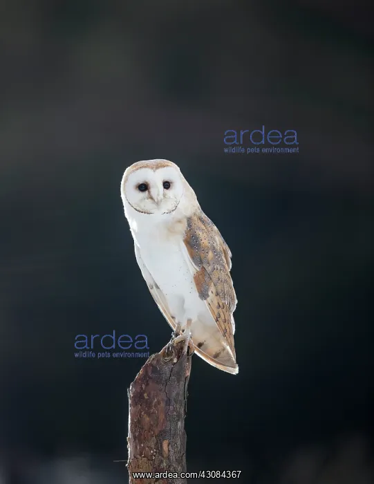 : Barn Owl (Tyto alba)perching on a post, Czech Republic, South Bohemia, Zdarske vrchy : Barn Owl (Tyto alba)perching on a post, Czech Republic, South Bohemia, Zdarske vrchy