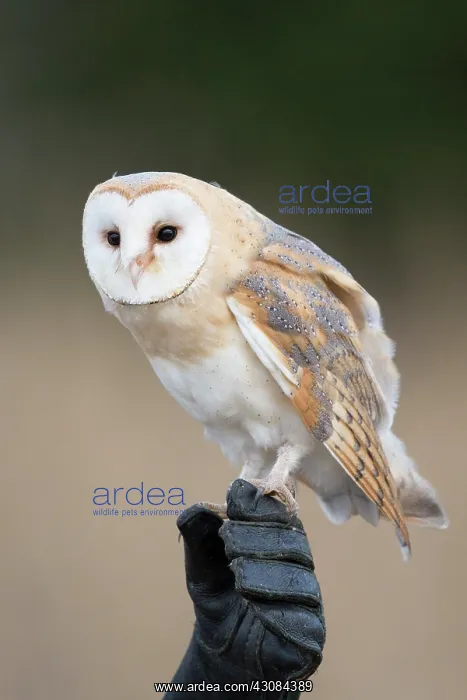 : Barn Owl (Tyto alba)perched on a falconer's glove : Barn Owl (Tyto alba)perched on a falconer's glove