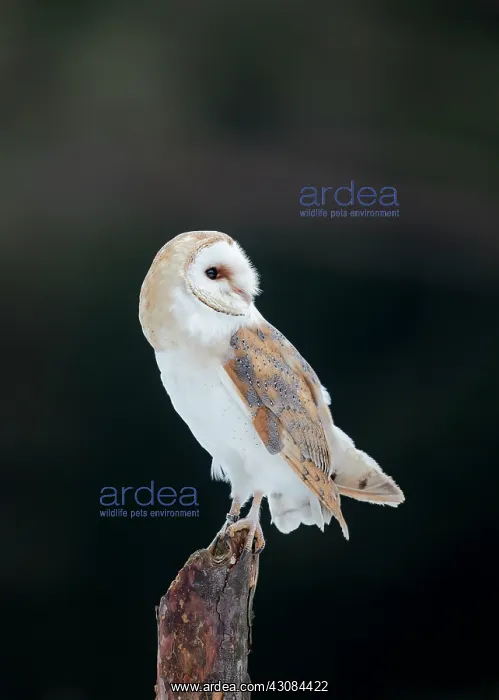: Barn Owl (Tyto alba) perching on a post, Czech Republic, South Bohemia, Zdarske vrchy : Barn Owl (Tyto alba) perching on a post, Czech Republic, South Bohemia, Zdarske vrchy