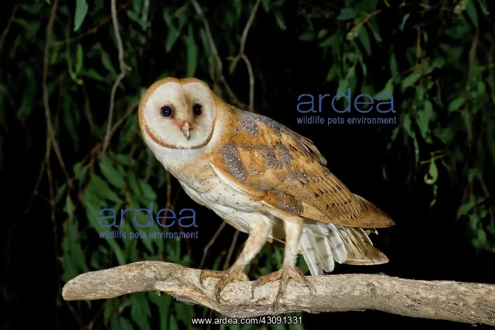 : Barn Owl. Barn owl (Tyto alba) perched on branch : Barn Owl. Barn owl (Tyto alba) perched on branch