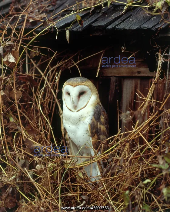  : Barn Owl. Barn owl (Tyto alba)