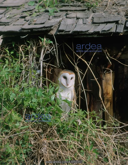 : Barn Owl. Barn owl (Tyto alba) : Barn Owl. Barn owl (Tyto alba)