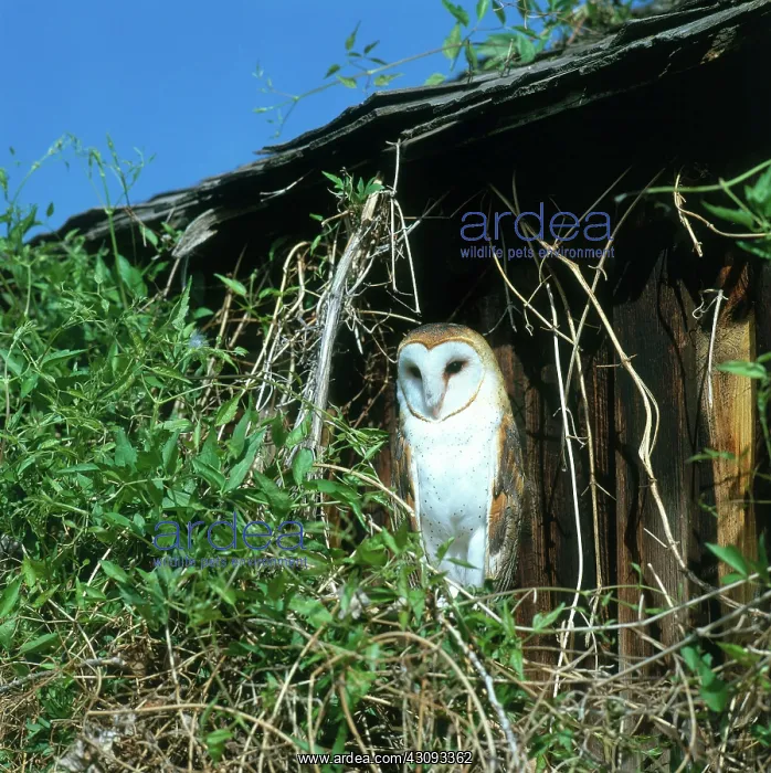  : Barn Owl. Barn owl (Tyto alba)