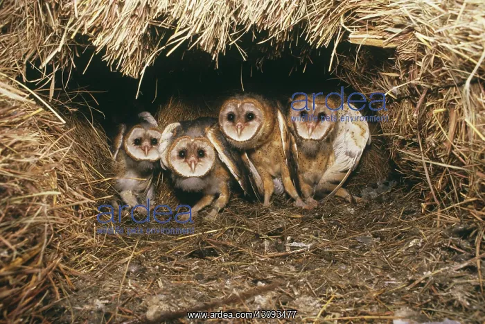 : Barn Owl, Tyto alba, 4 near fledglings in nest near Geuda Springs, Kansas : Barn Owl, Tyto alba, 4 near fledglings in nest near Geuda Springs, Kansas