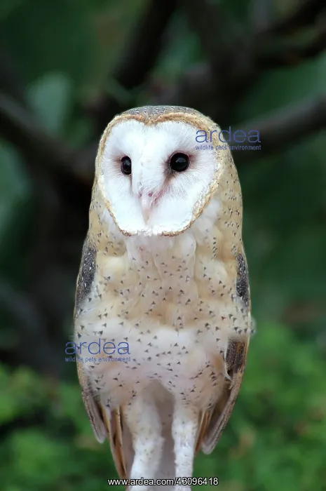 : Barn Owl (Tyto alba), a medium sized owl found on all continents except Antarctica : Barn Owl (Tyto alba), a medium sized owl found on all continents except Antarctica