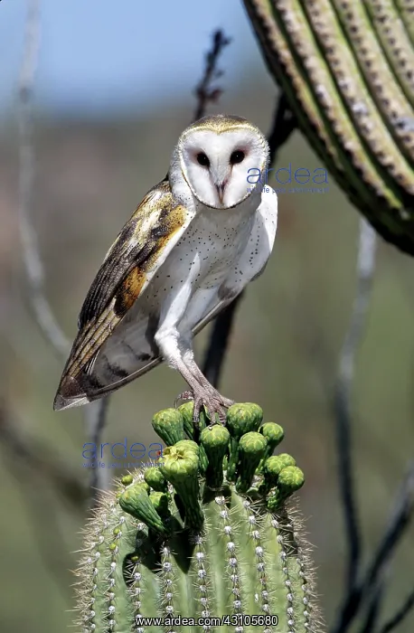 : Barn Owl. Barn owl (Tyto alba) perched on a Saguaro Cactus in the Sonoran Desert, Arizona : Barn Owl. Barn owl (Tyto alba) perched on a Saguaro Cactus in the Sonoran Desert, Arizona