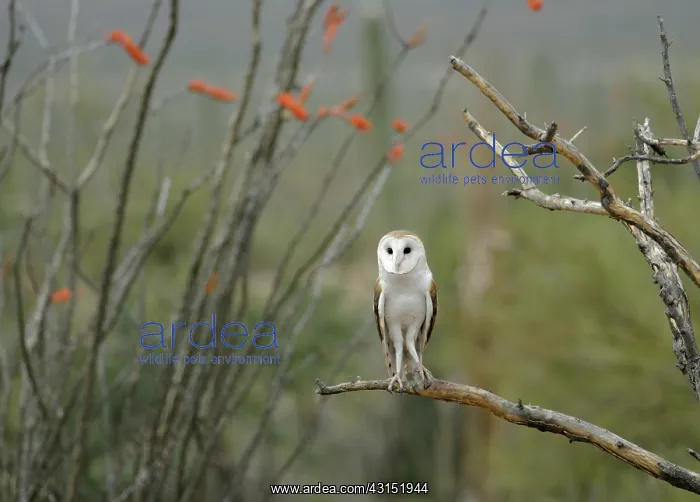 : Barn owl, Tyto alba, perched on dead branch in desert habitat, looking at camera : Barn owl, Tyto alba, perched on dead branch in desert habitat, looking at camera