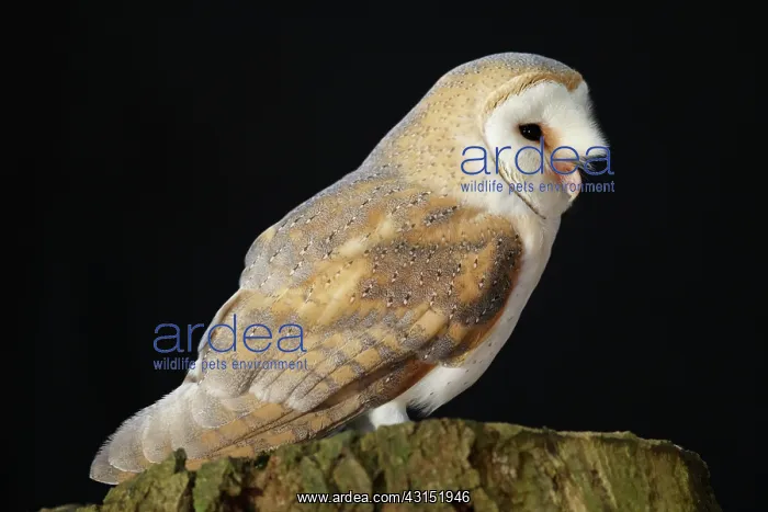 : Barn Owl (Tyto alba) perched on tree trunk : Barn Owl (Tyto alba) perched on tree trunk