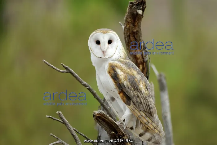 : Barn owl, Tyto alba, close-up, perched on dead branch, looking at camera : Barn owl, Tyto alba, close-up, perched on dead branch, looking at camera