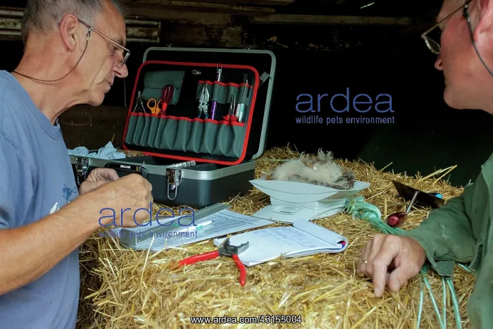 : Barn Owl. young Barn Owl (Tyto alba) being measured by researchers : Barn Owl. young Barn Owl (Tyto alba) being measured by researchers