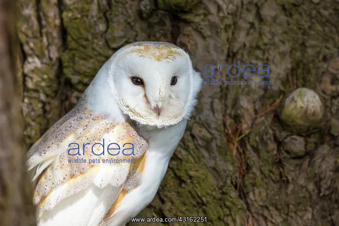 : Barn Owl (Tyto alba) perching in a tree, England, Kent : Barn Owl (Tyto alba) perching in a tree, England, Kent