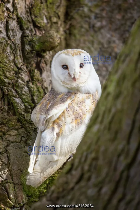 : Barn Owl (Tyto alba) perching in a tree, England, Kent : Barn Owl (Tyto alba) perching in a tree, England, Kent