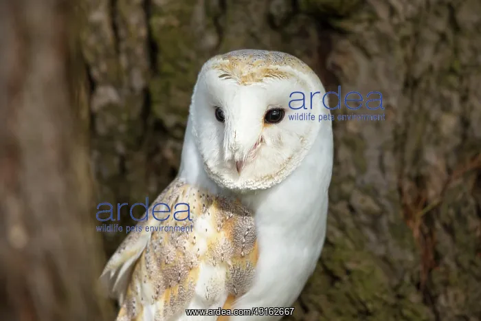 : Barn Owl (Tyto alba) perching in a tree, England, Kent : Barn Owl (Tyto alba) perching in a tree, England, Kent