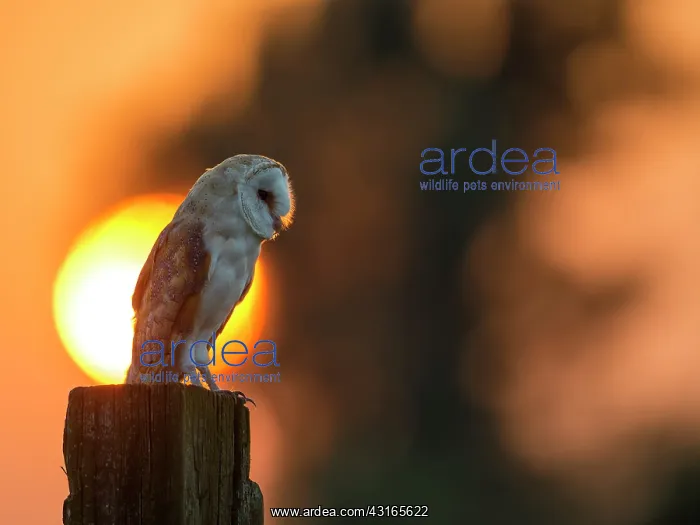 : Barn Owl (Tyto alba) adult perched on farm post at sunset : Barn Owl (Tyto alba) adult perched on farm post at sunset