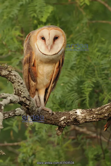 : Barn Owl. A barn owl (Tyto alba) perched in a mesquite tree : Barn Owl. A barn owl (Tyto alba) perched in a mesquite tree