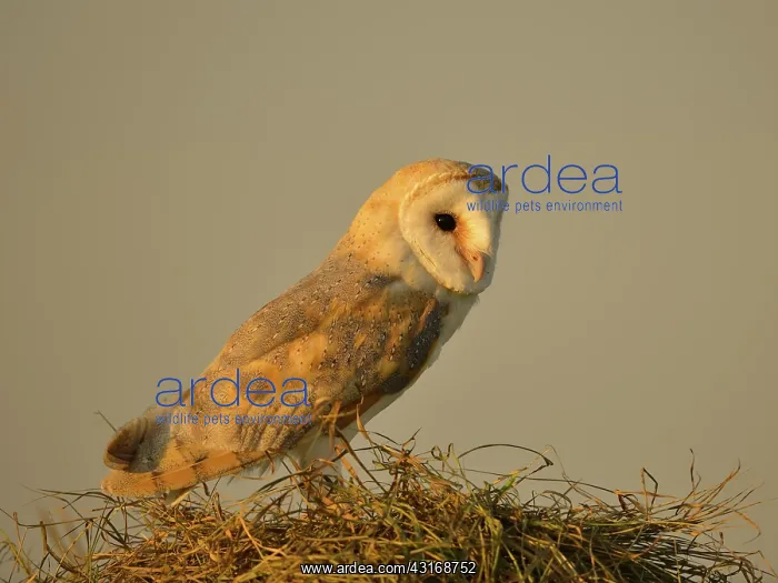 : Barn Owl (Tyto alba) adult perched on straw bale at sunset : Barn Owl (Tyto alba) adult perched on straw bale at sunset