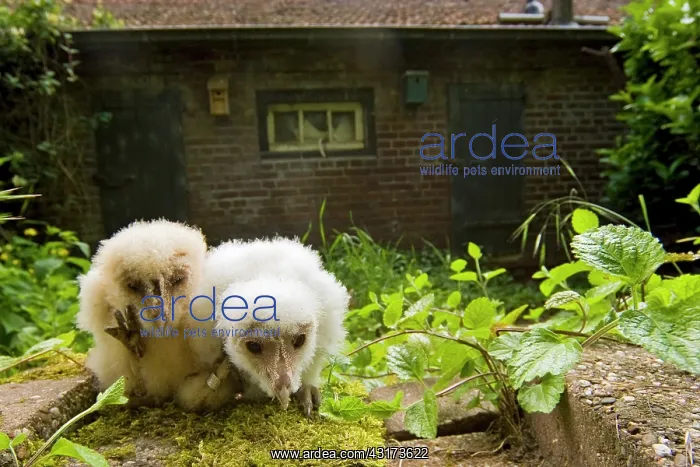 : Barn Owl (Tyto alba) chicks in front of farm : Barn Owl (Tyto alba) chicks in front of farm