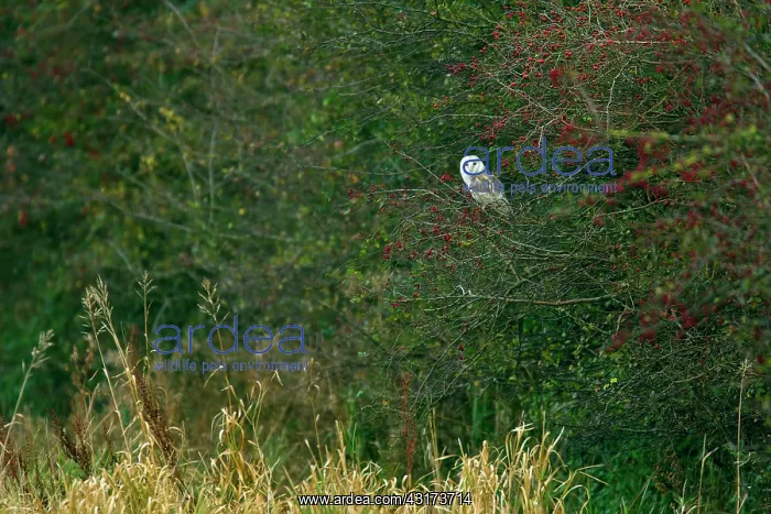 : Barn Owl (Tyto alba) perched in hedge : Barn Owl (Tyto alba) perched in hedge