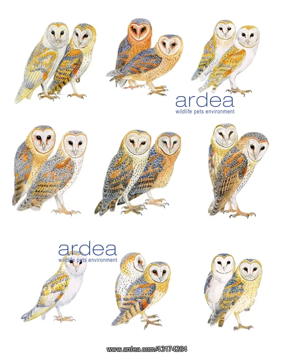 : Barn Owl. European Barn-owl (Tyto alba) geographical variation : Barn Owl. European Barn-owl (Tyto alba) geographical variation