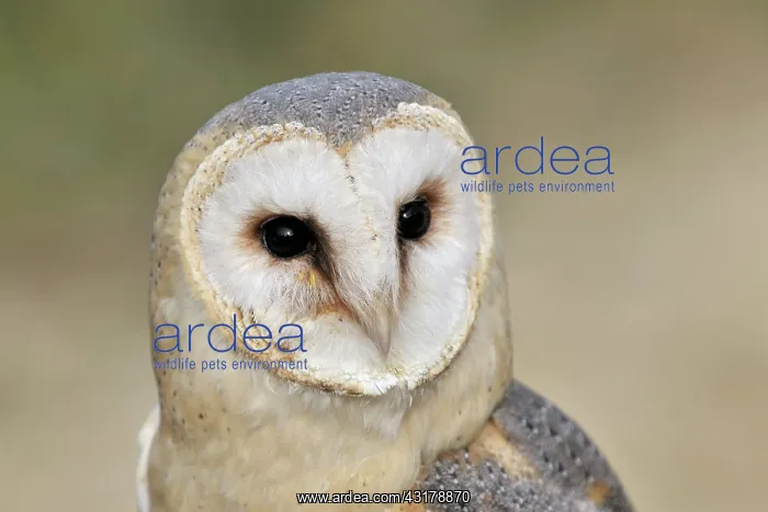: Barn Owl (Tyto alba) portrait : Barn Owl (Tyto alba) portrait
