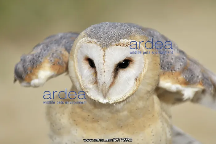  : Barn Owl (Tyto alba) moving its wings