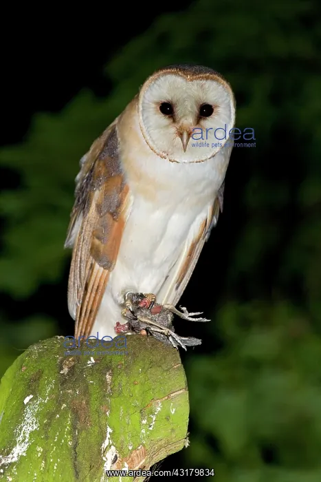 : Barn Owl (Tyto alba) perched on tree stump with prey : Barn Owl (Tyto alba) perched on tree stump with prey