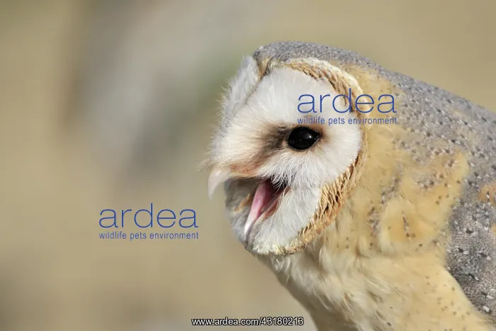 : Barn Owl. Portrait of calling Barn Owl (Tyto alba) : Barn Owl. Portrait of calling Barn Owl (Tyto alba)