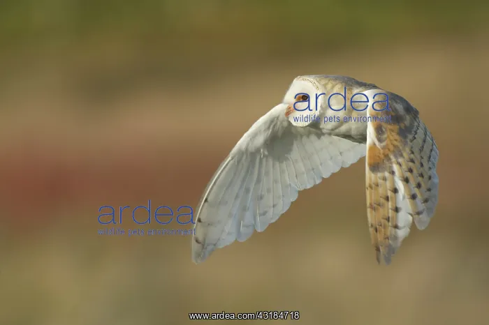 : Barn Owl (Tyto alba) in flight hunting for prey : Barn Owl (Tyto alba) in flight hunting for prey