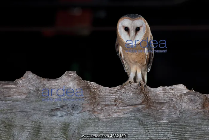 : Barn Owl (Tyto alba) female perching on cattle-chewed wooden beam in the dark : Barn Owl (Tyto alba) female perching on cattle-chewed wooden beam in the dark