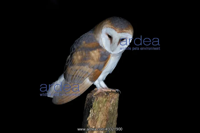 : Barn Owl (Tyto alba) male perching on pole in the dark : Barn Owl (Tyto alba) male perching on pole in the dark