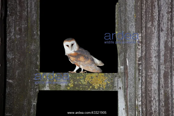 : Barn Owl (Tyto alba) perching in shed door in the dark : Barn Owl (Tyto alba) perching in shed door in the dark
