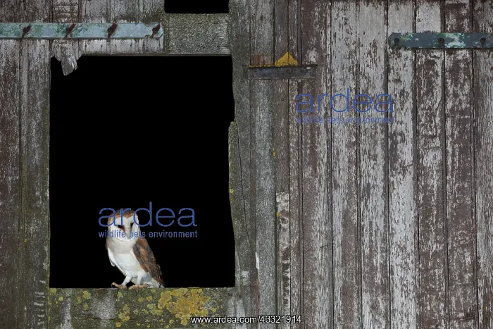 : Barn Owl (Tyto alba) male perching in shed door in the dark : Barn Owl (Tyto alba) male perching in shed door in the dark