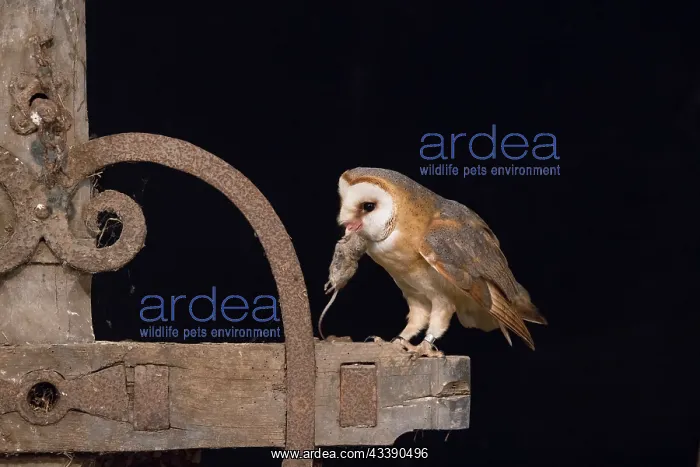 : Barn Owl - adult owl perched on old machine - Netherlands : Barn Owl - adult owl perched on old machine - Netherlands