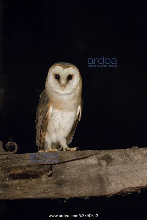 : Barn Owl - adult owl perched on old post - Netherlands : Barn Owl - adult owl perched on old post - Netherlands