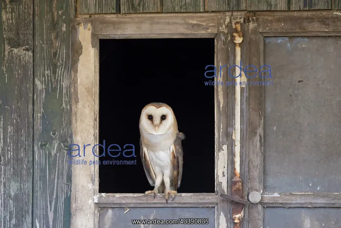 : Barn Owl - adult owl perched in old window frame - Netherlands : Barn Owl - adult owl perched in old window frame - Netherlands