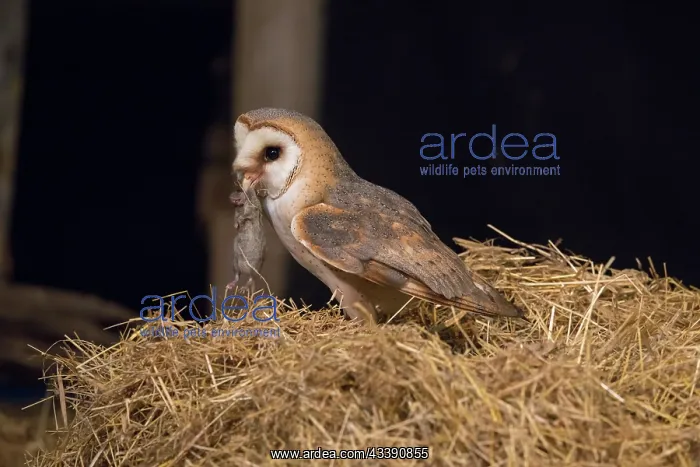 : Barn Owl - adult owl on a pile of straw in a barn - Netherlands : Barn Owl - adult owl on a pile of straw in a barn - Netherlands