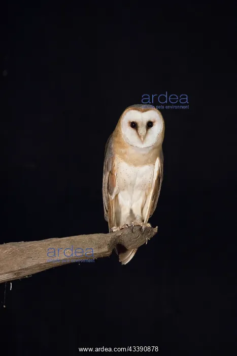 : Barn Owl - adult owl perched on old post - Netherlands : Barn Owl - adult owl perched on old post - Netherlands