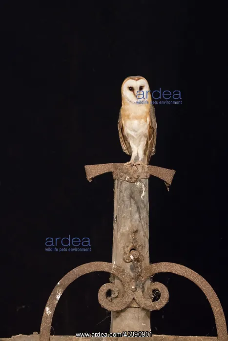 : Barn Owl - adult owl perched on old machine - Netherlands : Barn Owl - adult owl perched on old machine - Netherlands
