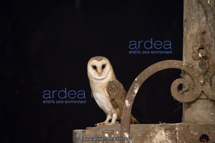 : Barn Owl - adult owl perched on old machine - Netherlands : Barn Owl - adult owl perched on old machine - Netherlands