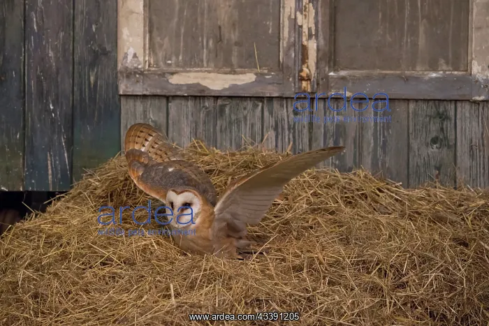 : Barn Owl - adult owl on a pile of straw in a barn - Netherlands : Barn Owl - adult owl on a pile of straw in a barn - Netherlands
