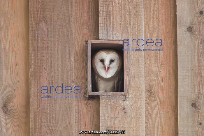 : Barn Owl - young bird peering out from a hole of a barn - Germany : Barn Owl - young bird peering out from a hole of a barn - Germany