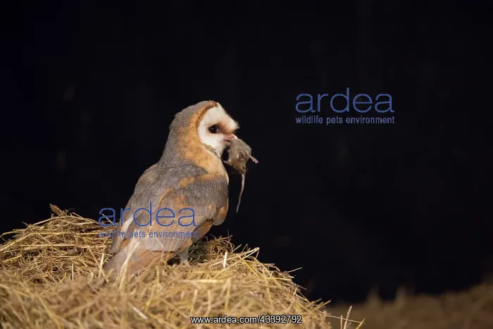 : Barn Owl - adult owl on a pile of straw in a barn - Netherlands : Barn Owl - adult owl on a pile of straw in a barn - Netherlands