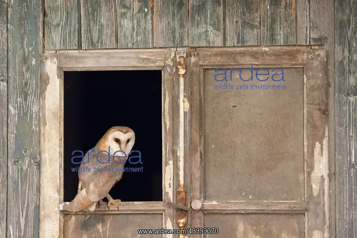 : Barn Owl - adult owl perched in old window frame - Netherlands : Barn Owl - adult owl perched in old window frame - Netherlands
