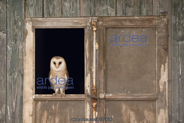 : Barn Owl - adult owl perched in old window frame - Netherlands : Barn Owl - adult owl perched in old window frame - Netherlands