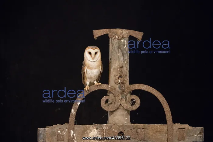 : Barn Owl - adult owl perched on old machine - Netherlands : Barn Owl - adult owl perched on old machine - Netherlands