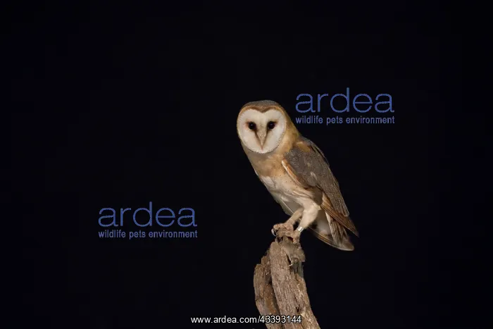 : Barn Owl - adult owl perched on old post - Netherlands : Barn Owl - adult owl perched on old post - Netherlands