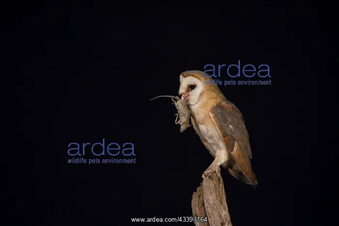 : Barn Owl - adult owl perched on old post - Netherlands : Barn Owl - adult owl perched on old post - Netherlands