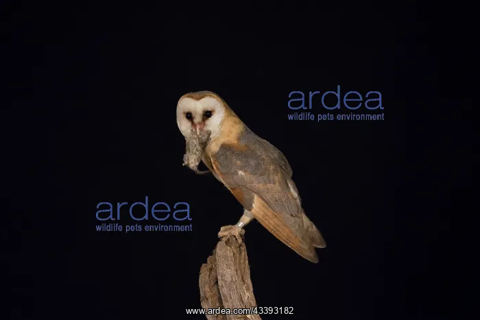 : Barn Owl - adult owl perched on old post - Netherlands : Barn Owl - adult owl perched on old post - Netherlands