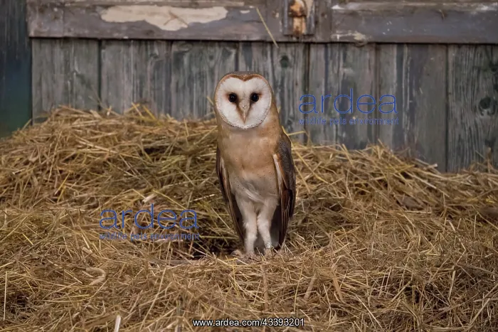 : Barn Owl - adult owl on a pile of straw in a barn - Netherlands : Barn Owl - adult owl on a pile of straw in a barn - Netherlands