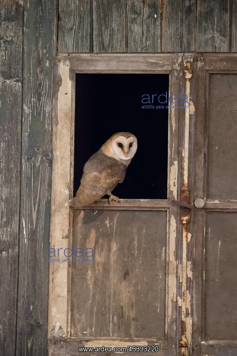 : Barn Owl - adult owl perched in old window frame - Netherlands : Barn Owl - adult owl perched in old window frame - Netherlands